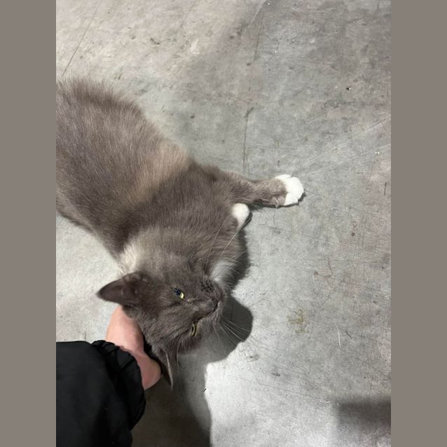 Photo of Cinder