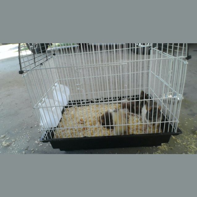 Photo of Mumma Rat 1