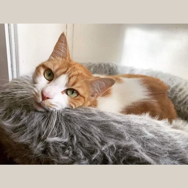 Photo of Maple   Located In Preston