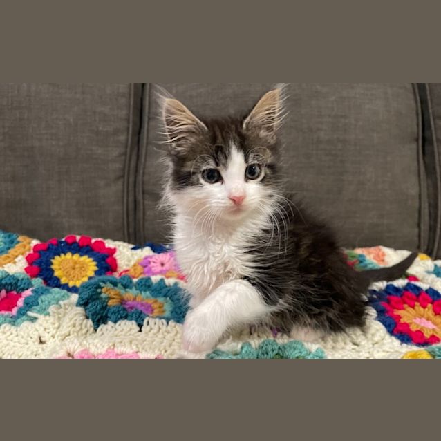 Photo of Bronco 