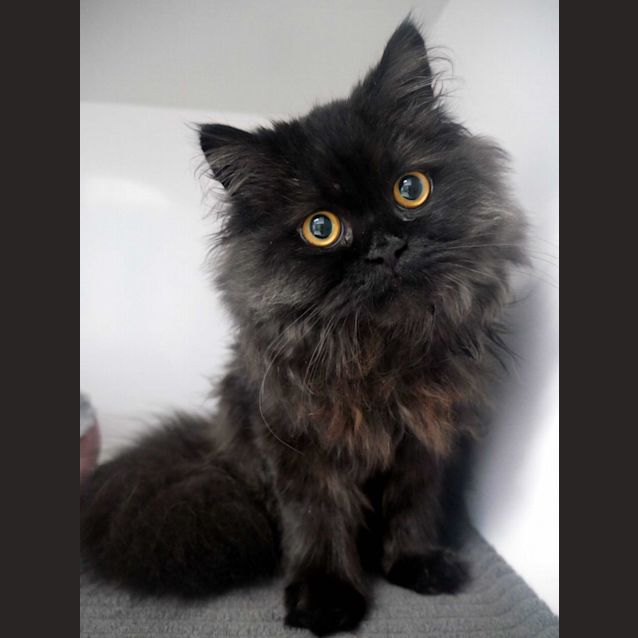 Photo of Pantha Rsuk011021