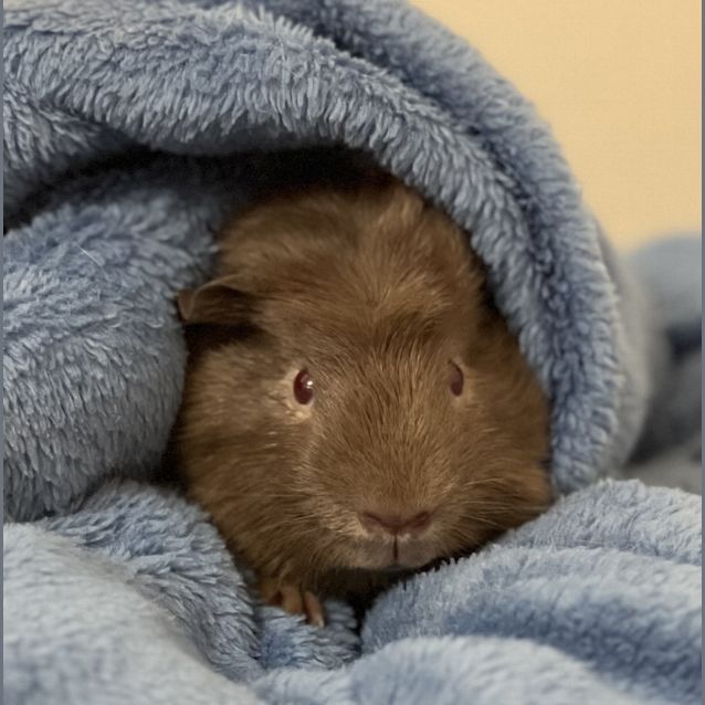 Photo of Rubeus