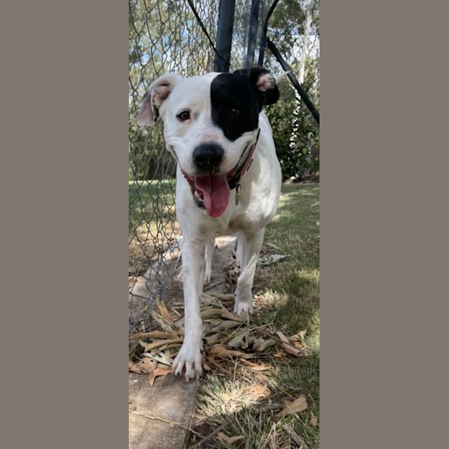 Photo of Bindi