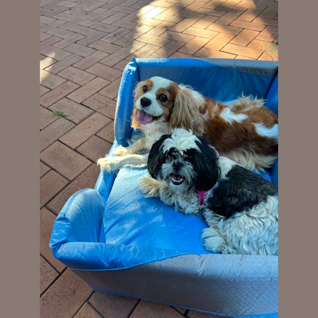 Photo of Ella And Moose 