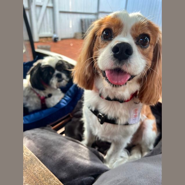 Photo of Ella And Moose 