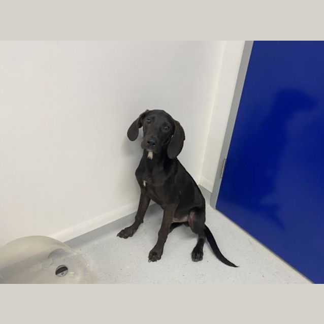 Photo of Rocket (Imp. 516)