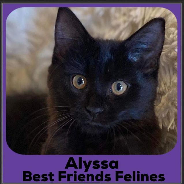 Photo of Alyssa 