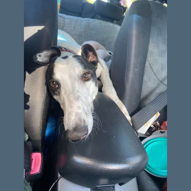 Photo of Queen Minnie 