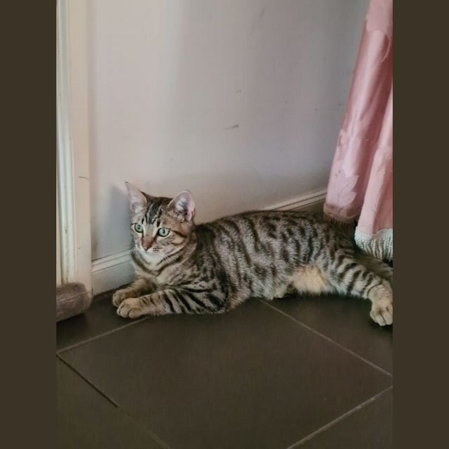 Photo of Tiger & Fluffy