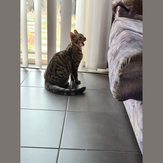 Photo of Tiger & Fluffy