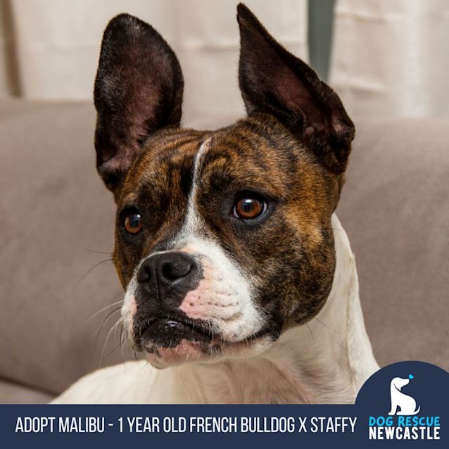 Photo of Malibu   1 Year Old French Bulldog X (Trial)