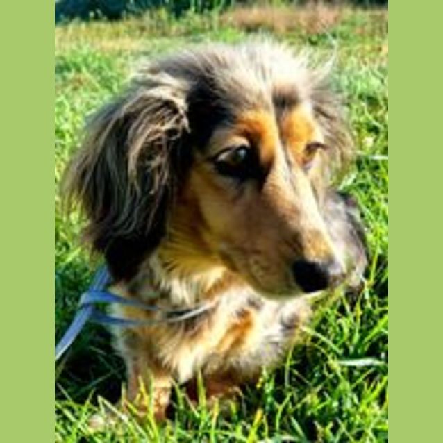 Photo of Ivy