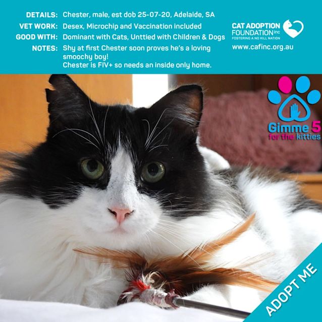 Photo of Chester $0 Adoption Fee!