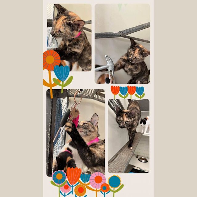 Photo of Athena (Imp. 2062)