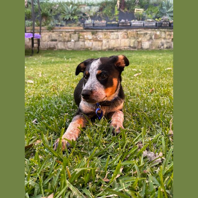 Photo of Ranger   12 Week Old Cattle Dog (Trial)