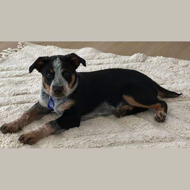 Photo of Ranger   12 Week Old Cattle Dog (Trial)