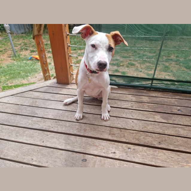 Photo of Pixel