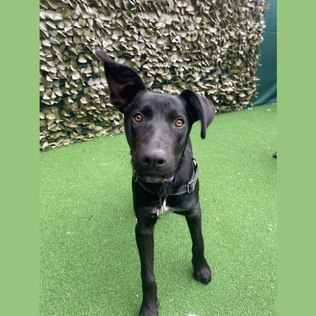 Photo of Bailey (Was Bruno)