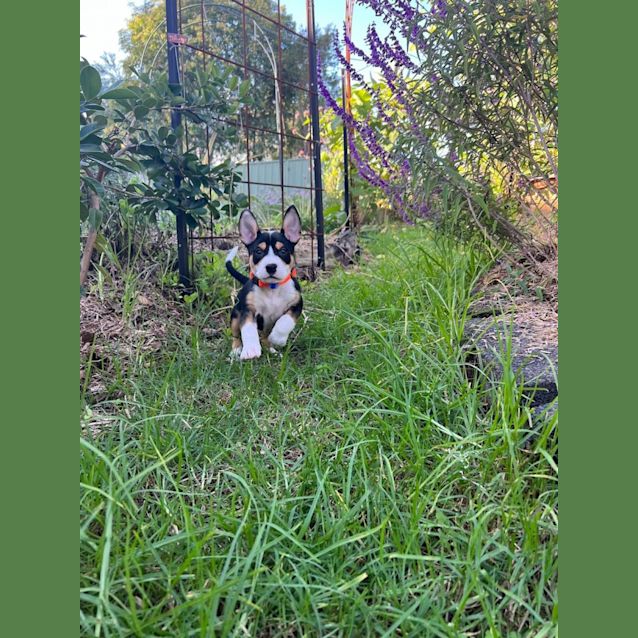 Photo of Akuna   7 Week Old Mixed Breed (On Trial)