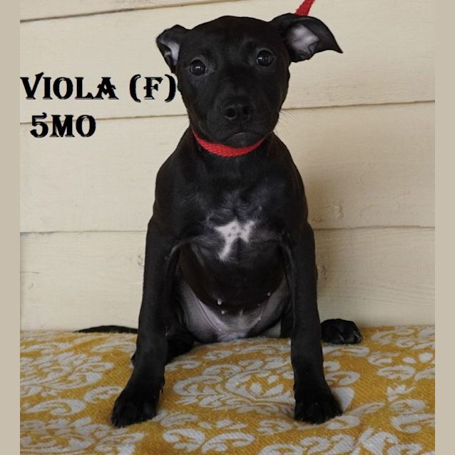 Photo of Viola