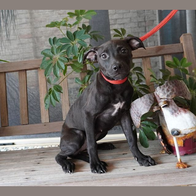 Photo of Viola
