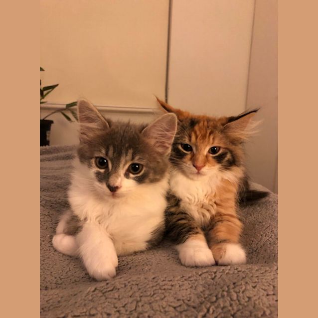 Photo of Chungus (Located In Hawthorn)