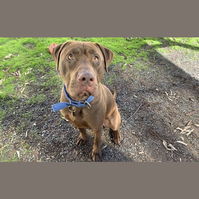 Photo of Dex