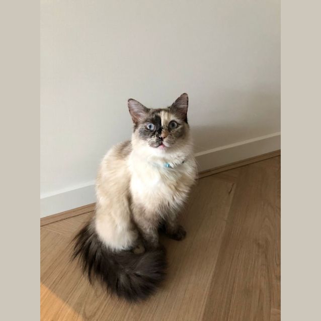 Photo of Snowball