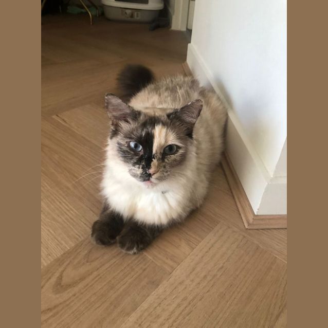 Photo of Snowball