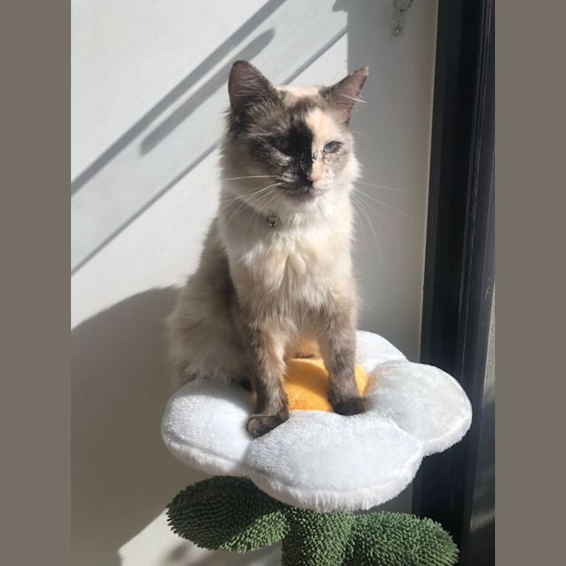 Photo of Snowball