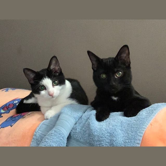 Photo of Li'l Bee & Baby Bug