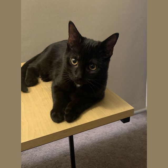 Photo of Li'l Bee & Baby Bug