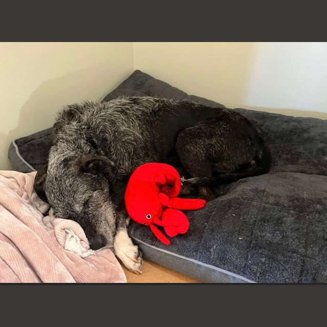 Photo of Luna