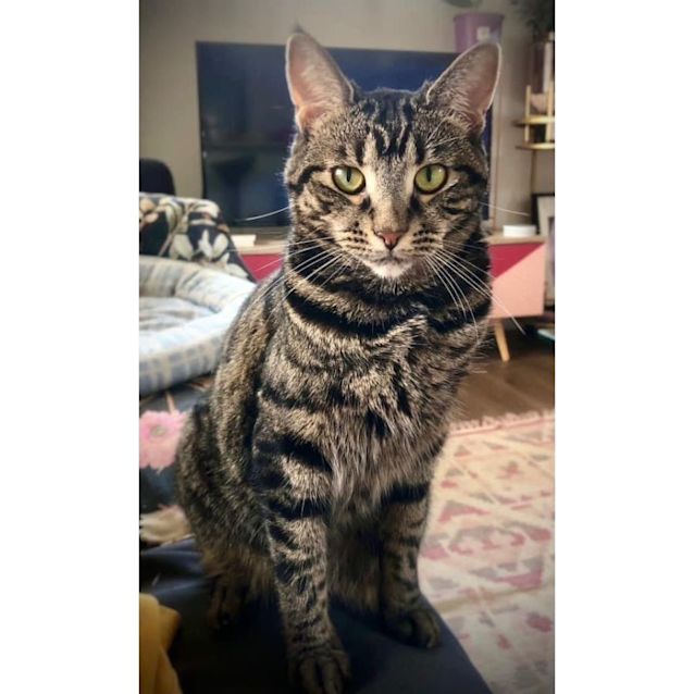 Photo of 5051   Tabby