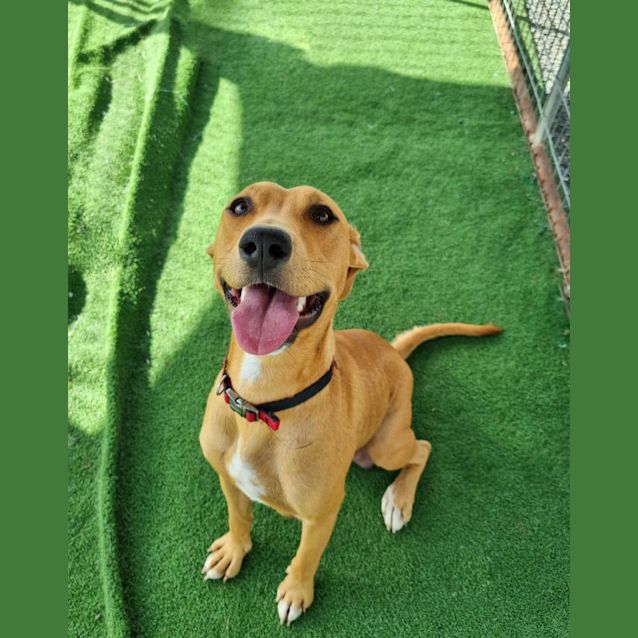 Photo of Nala