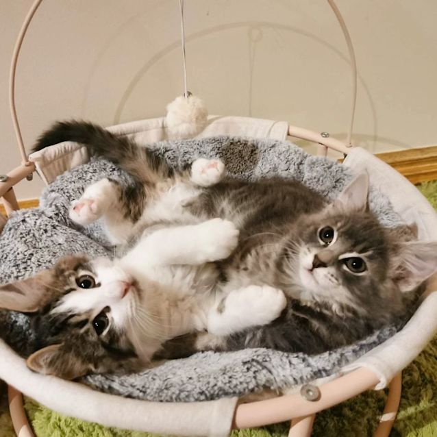 Photo of Ebony & Neffi (Located In Bentleigh East)