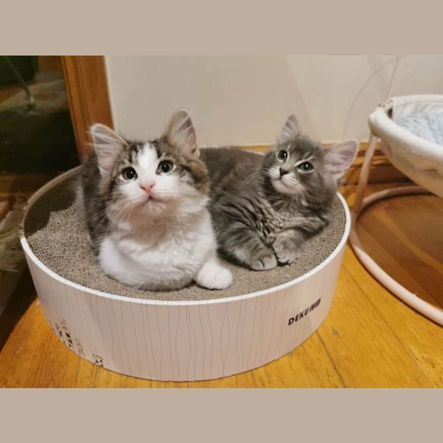 Photo of Ebony & Neffi (Located In Bentleigh East)