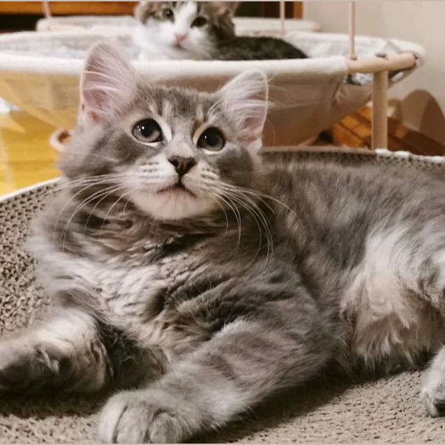 Photo of Ebony & Neffi (Located In Bentleigh East)