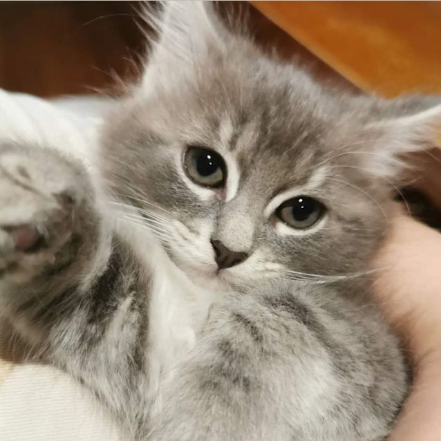 Photo of Ebony & Neffi (Located In Bentleigh East)