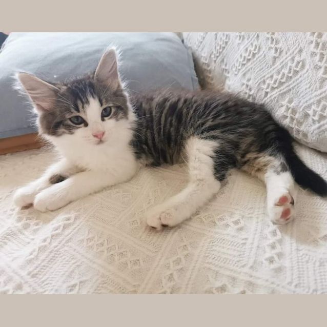 Photo of Ebony & Neffi (Located In Bentleigh East)