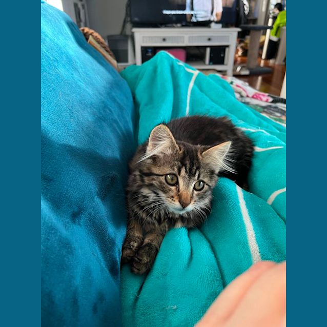 Photo of Serena *9 Lives Project Rescue*