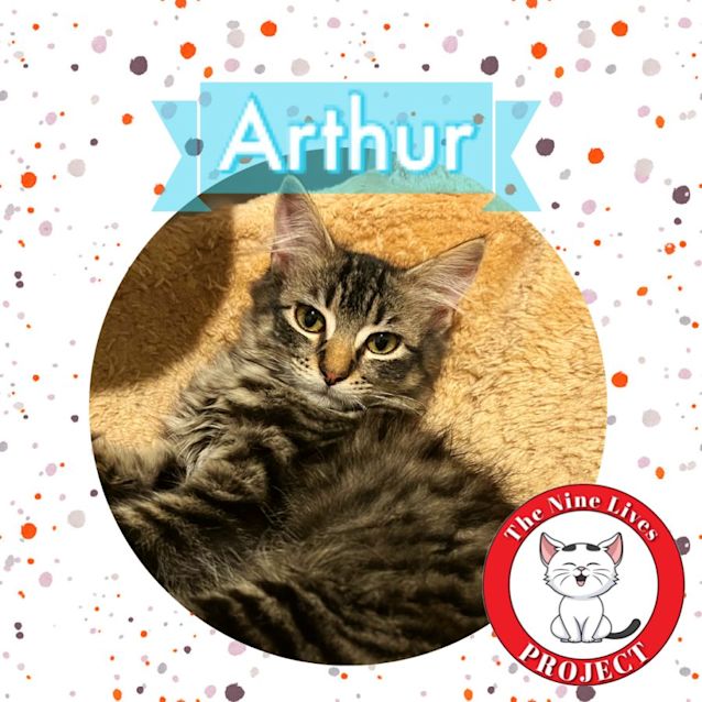 Photo of Arthur *9 Lives Project Rescue*