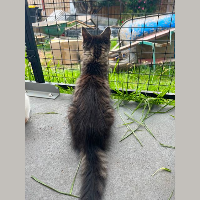 Photo of Arthur *9 Lives Project Rescue*