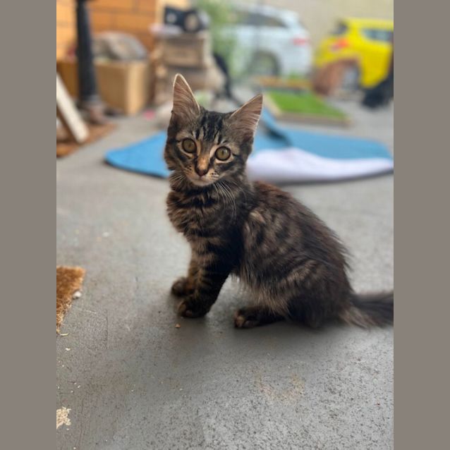 Photo of Arthur *9 Lives Project Rescue*