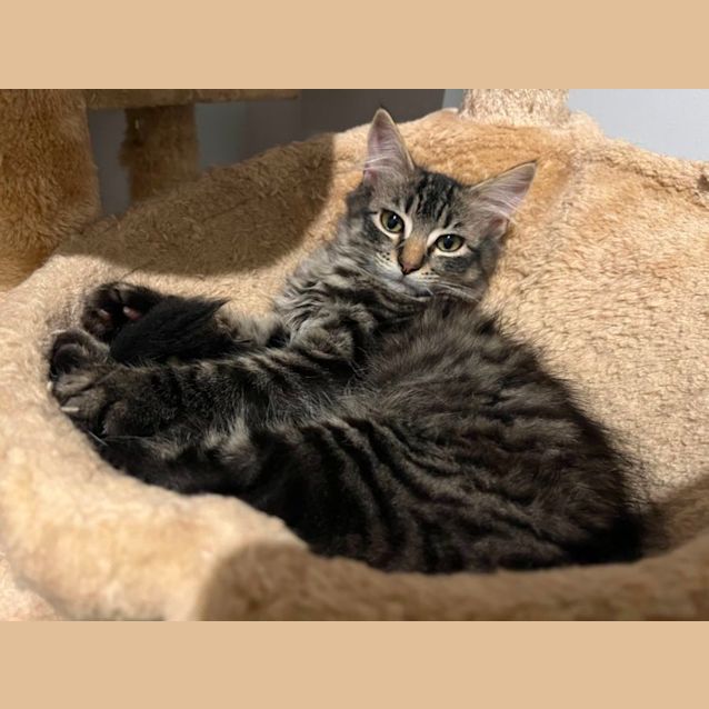 Photo of Arthur *9 Lives Project Rescue*