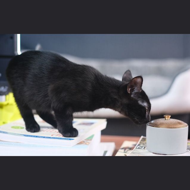 Photo of Sweet Sophie