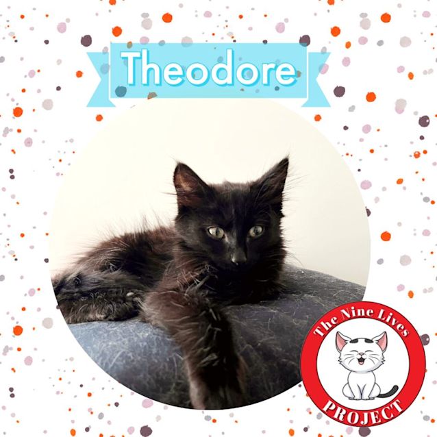 Photo of Theodore *9 Lives Project Rescue*
