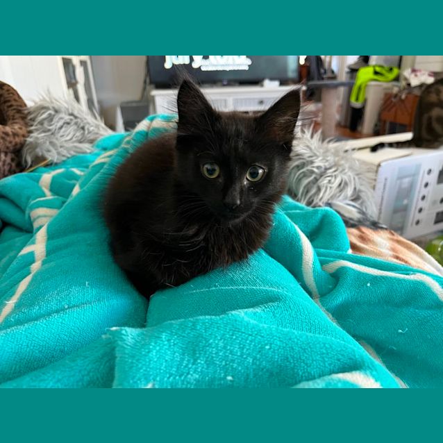 Photo of Theodore *9 Lives Project Rescue*