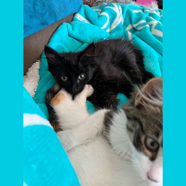 Photo of Theodore *9 Lives Project Rescue*