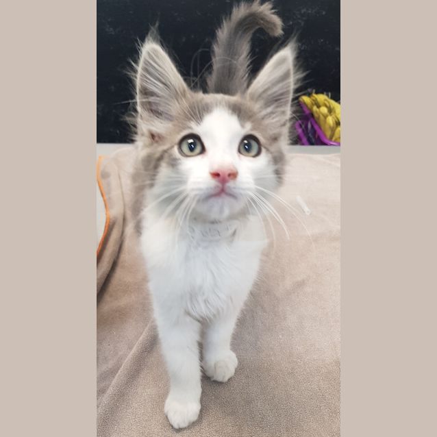 Photo of Gilbert